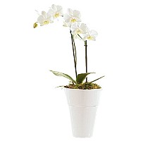 סחלב אצילי סחלב אצילי